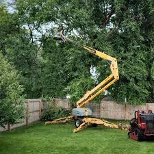 Trusted Yreka, CA Tree Services Experts