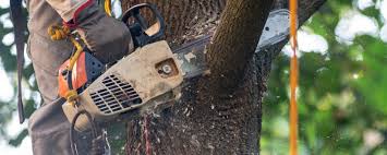 Tree and Shrub Care in Yreka, CA