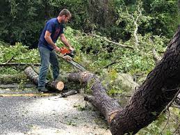 Reliable Yreka, CA Tree Services Solutions