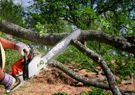 How Our Tree Care Process Works  in  Yreka, CA