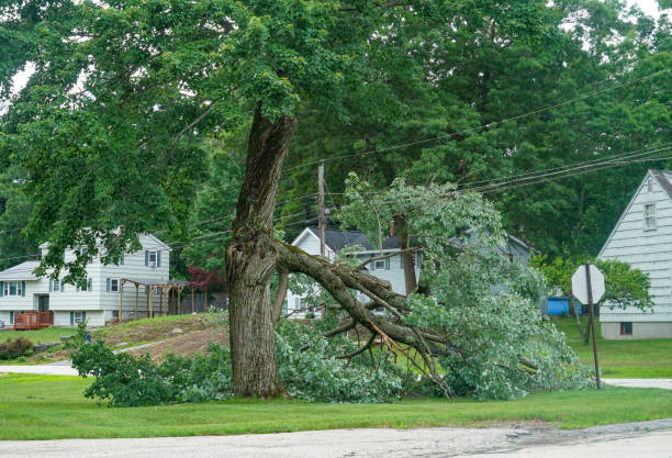 How Our Tree Care Process Works  in  Yreka, CA