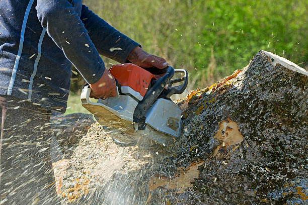 Lawn Drainage Solutions in Yreka, CA